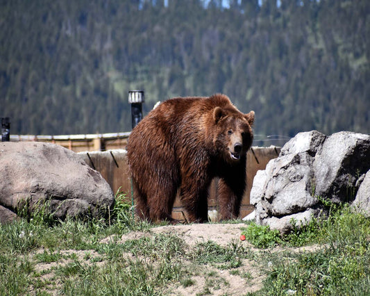 Grizzly Bears Montana