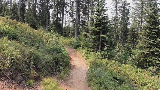 Mt. Spokane Trail 8