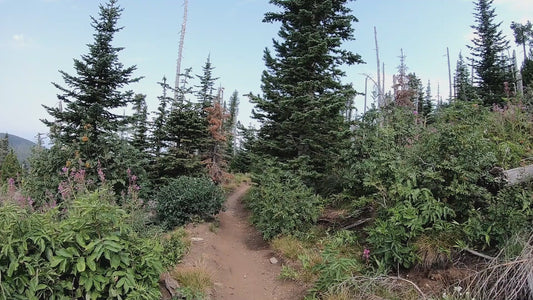 Mt. Spokane Trail 7