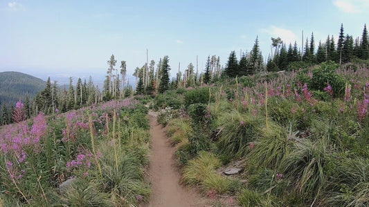 Mt. Spokane Trail 6